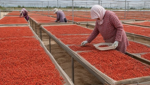 Ningxia sourcing